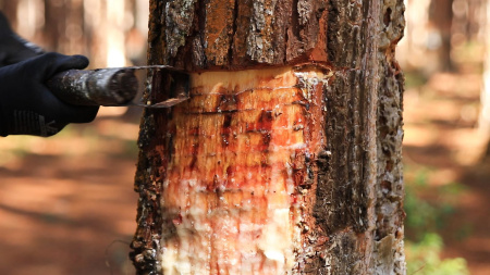 Pinustack 250 Розинат жидкий